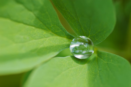beautiful fresh water drop inside green leaf no people close-up
