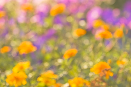 Blurred abstract background multicolored flower field brightly litの写真素材