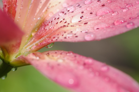 Abstract background tiger lily covered droplets after rain soft focused closeupの写真素材