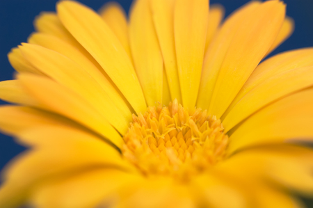 Yellow calenduls flower against dark blue background soft focused closeupの写真素材