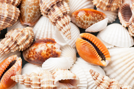 Scattered sea shells closeup background, view from aboveの写真素材