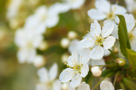 Nature background apple blossoms and leaves on the tree branch soft focused with shallow depth of fieldの写真素材
