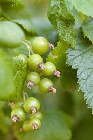 Green unripe black currant bunch and leaves soft focused with shallow depth of fieldの写真素材