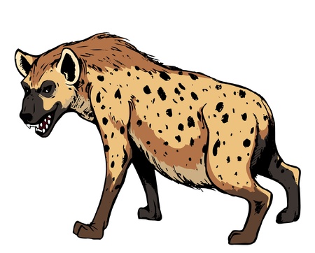 Hyena. Africa animal, isolated on white background.vector illustrationのイラスト素材