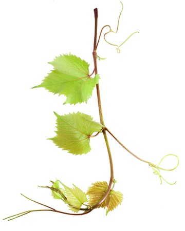 Grape leaves isolated on white の写真素材