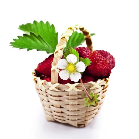 Fresh wild strawberries in the basket isolated on white の写真素材