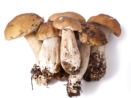 Boletus isolated on white background の写真素材