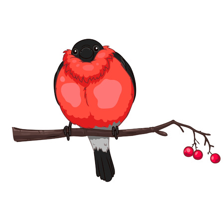 Bullfinch on a branch of rowan isolated on white background  のイラスト素材