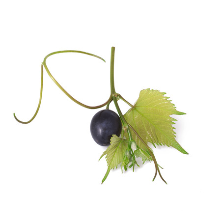 Grape with leaves の写真素材
