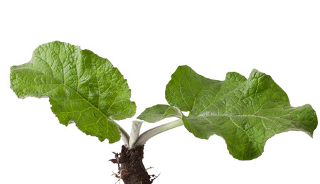 Young burdock on white background  arctium lappa  の写真素材