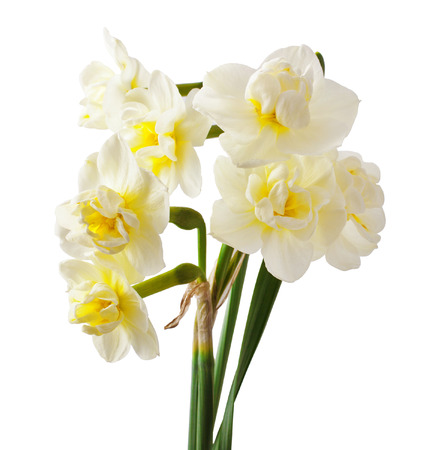 beautiful white daffodils isolated on white backgroundの写真素材