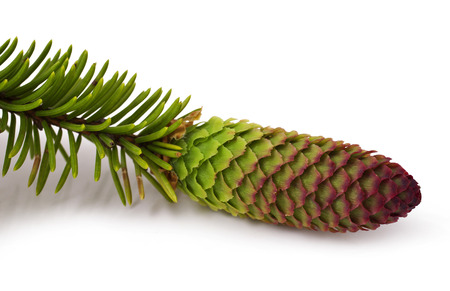 Fir branch with cone on white background の写真素材