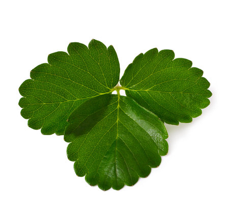 Strawberry leaf isolated on white 