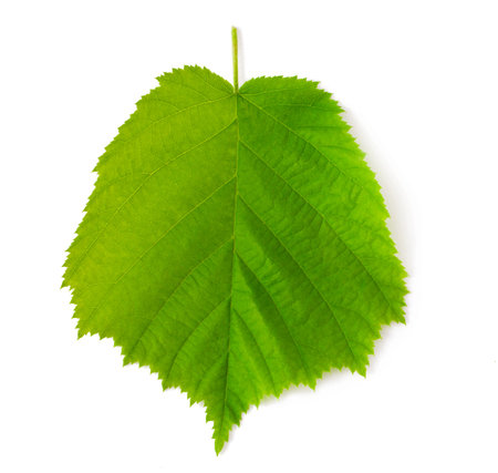 Hazelnut leaf on a white 