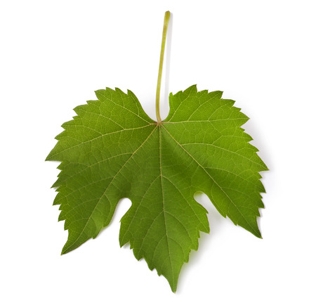 Grape leaf   Isolated on white の写真素材