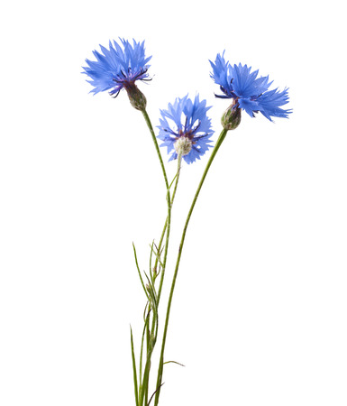 Blue Cornflower - Centaurea on a white backgroundの写真素材