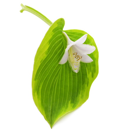 White Hosta flower isolated on whiteの写真素材