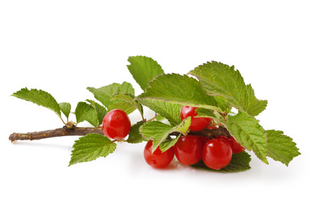 red berry of Prunus tomentosa on the green branch の写真素材