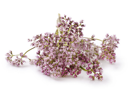 Valerian herb flower sprigs on a white backgroundの写真素材