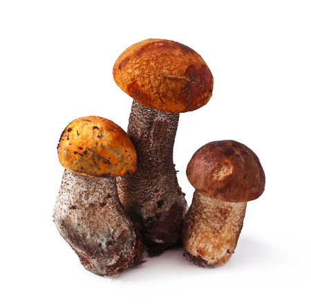 Mushrooms (Leccinum aurantiacum) isolated on a white background の写真素材