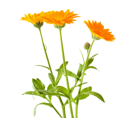 Calendula flowers isolated on white backgroundの写真素材