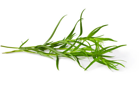 fresh tarragon herb isolated on a white backgroundの写真素材