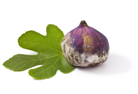 Moldy rotten Fig fruit isolated on white backgroundの写真素材