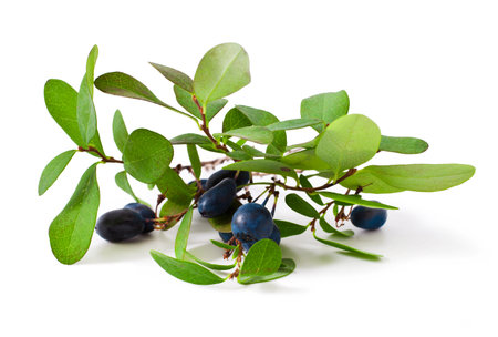 bog bilberry with leaves on a white background ( Vaccinium uliginosum )の写真素材