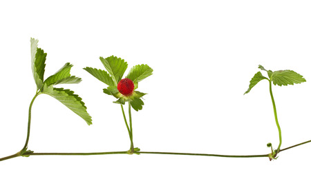 Duchesnea indica isolated on a white background. (Mock Strawberry)の写真素材