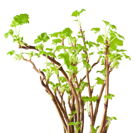 Currant twig with sprouts on white backgroundの写真素材