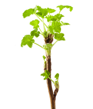 Currant twig with sprouts on white backgroundの写真素材