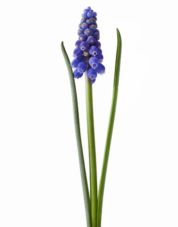 fresh muscari grape hyacinth flowers isolated on whiteの写真素材