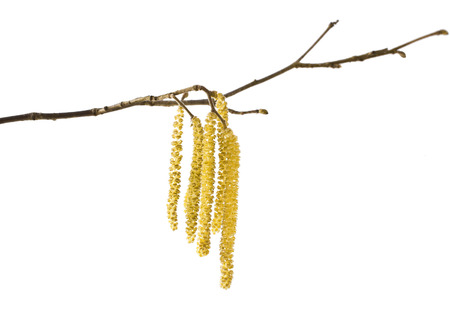 Hazel catkins isolated on white (Corylus avellana)の写真素材