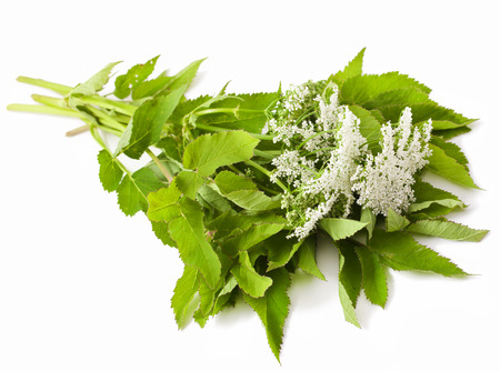 Wild Angelica flower on white backgroundの写真素材