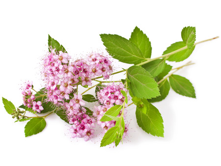 Branches of Shrubs Spiraea with fluffy pink flowers isolated on white background (Japanese spiraea)の写真素材