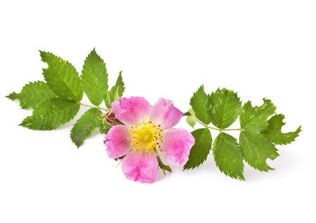 Rose flowers bunch isolated on white backgroundの写真素材
