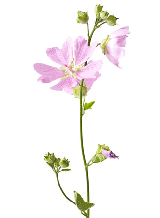 pink malva flower isolated on white backgroundの写真素材