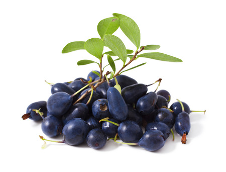 bog bilberry with leaves on a white background Vaccinium uliginosumの写真素材