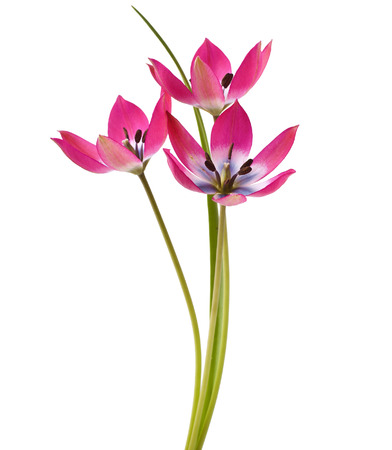 Red and White Tulip Isolated on White Background Tulip Tardaの写真素材