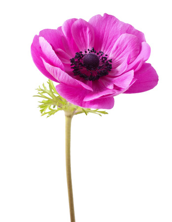Red Anemone coronaria on a white backgroundの写真素材
