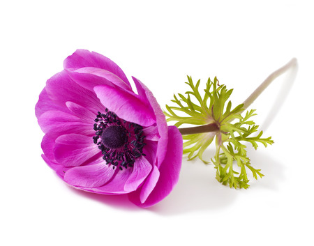 Red Anemone coronaria on a white backgroundの写真素材