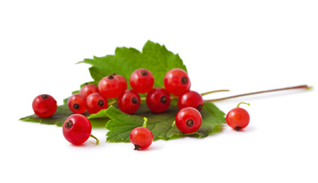 red currants on a white backgroundの写真素材