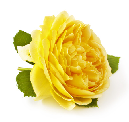 Yellow rose closeup isolated on white backgroundの写真素材