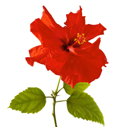 Red Hibiscus flower on a white backgroundの写真素材