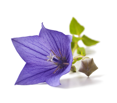 Purple flower bellflowers on white background. Campanulaの写真素材