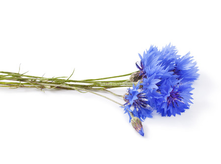 Blue Cornflower - Centaurea on a white backgroundの写真素材