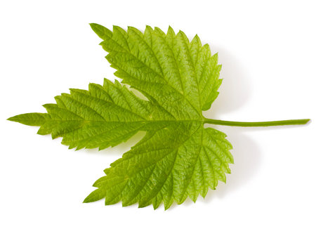 Young hop leaf on white background