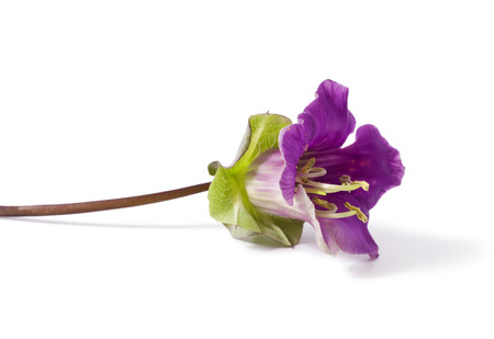 Cobaea scandens isolated on a white backgroundの写真素材