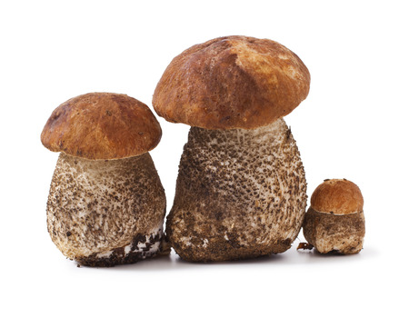 fresh mushrooms isolated on white background. Leccinum scabrumの写真素材