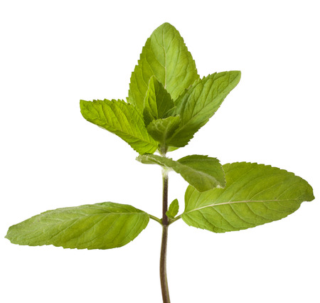 mint isolated on a white backgroundの写真素材